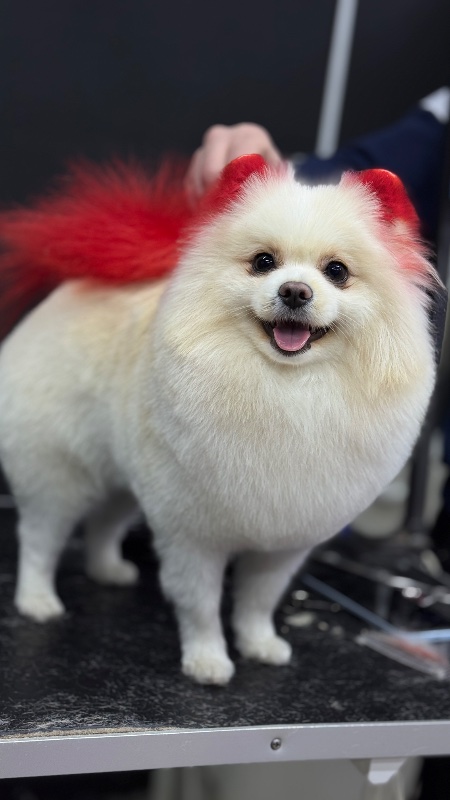 стрижка шпица