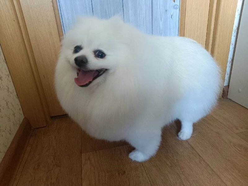 Полный груминг Шпиц