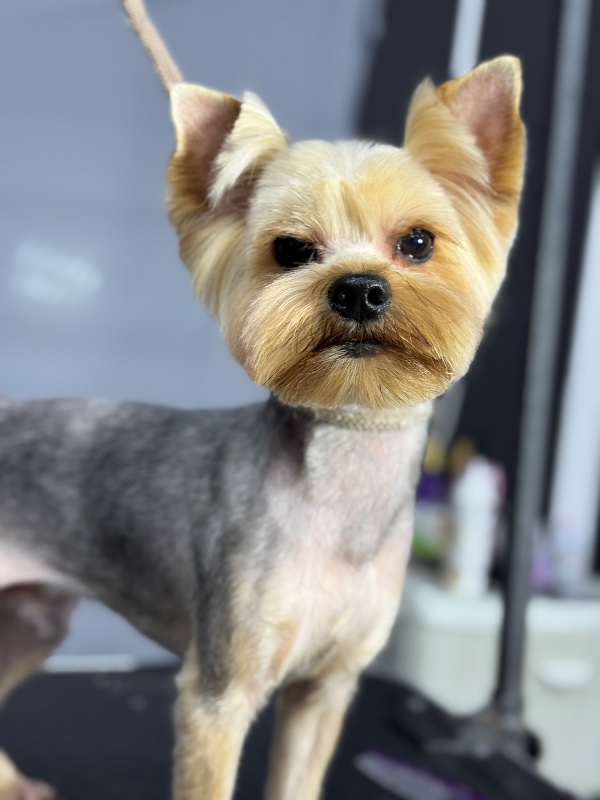 стрижка Йорка