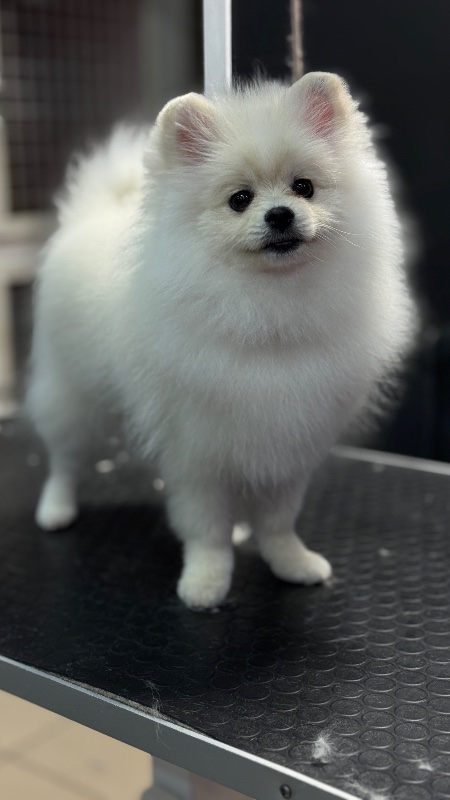 гигиена шпица